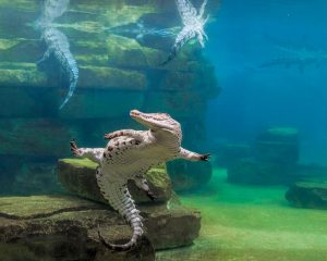1.-Dubai-Crocodile-Park_aquarium